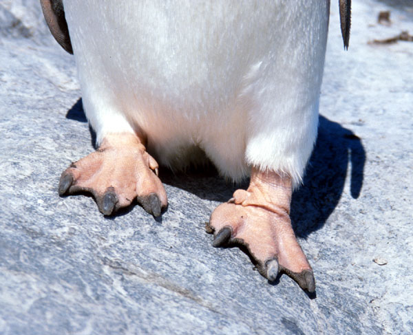 Penguin feet are callused and tough for walking through snow and rocks.