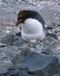 Macaroni penguin incubating the second egg.