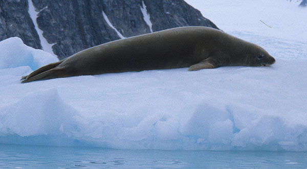 Antarctica: Marine Mammals