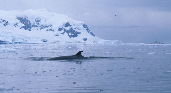 Minke Whale resting at the surface