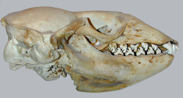 Crabeater Seal skull with special teeth for filter feeding