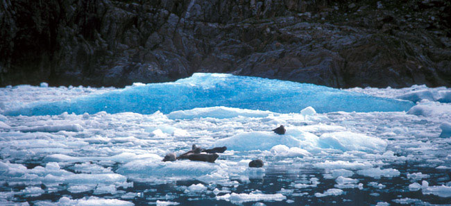 Seals resting on arctic icebergs