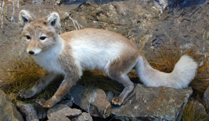 Arctic fox in brown summer pelage