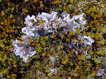 Arctic tundra moss and lichen