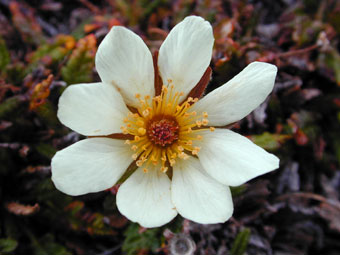 Arctic flower