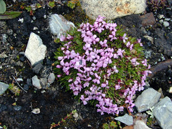 Arctic flowering plant