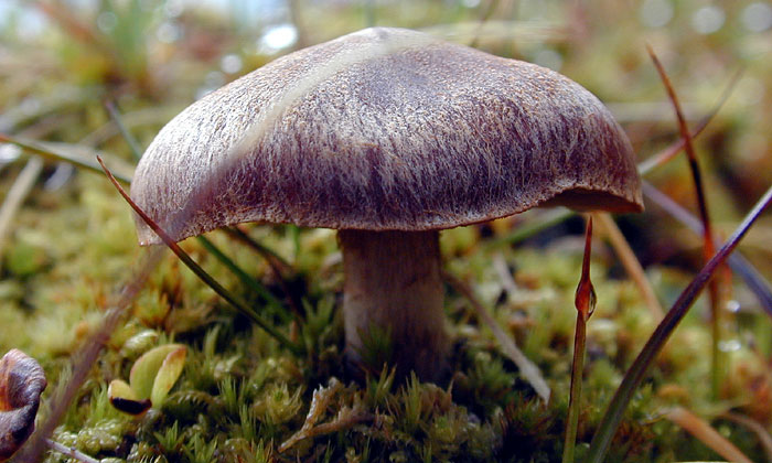 Arctic mushroom