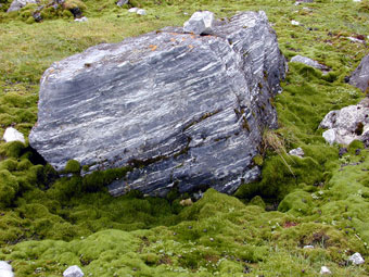 Arctic tundra moss growing on rocks