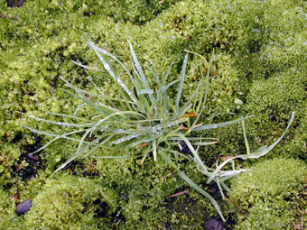Arctic grass growing with moss in a wet area