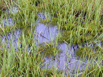 Arctic grass and moss in a wet area of glacial melt