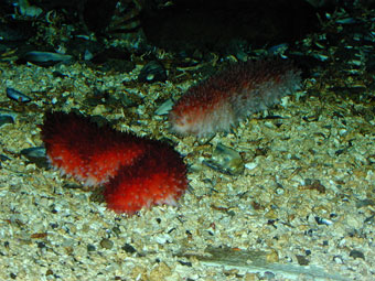 Arctic red sea cucumbers