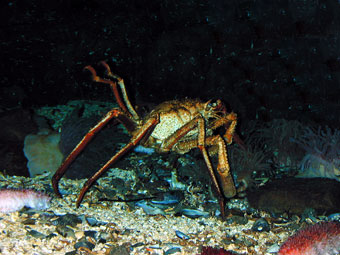 Arctic witch crab