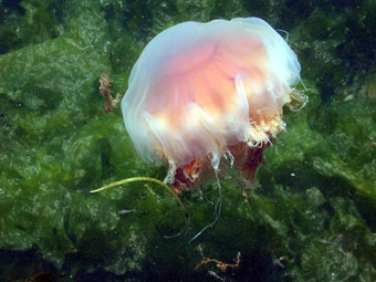 Planktonic jellyfish