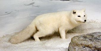 Arctic fox in white winter pelage