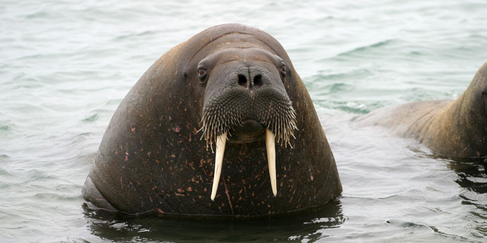 Female walrus