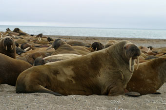 Walrus hind limbs can bend under their bodies