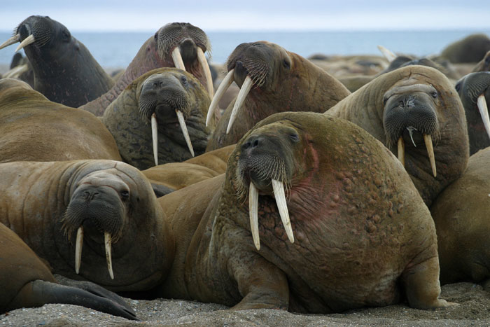 What is a Group of Walruses Called  