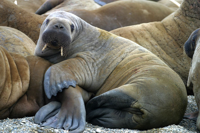 Walrus baby