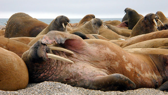 Rosy skin showing through their rumpled brown flesh is common on walruses who have been in the sun for some time