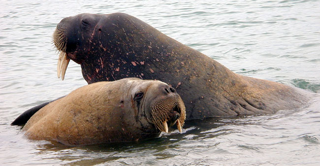 Mother and baby walrus