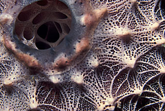 Excurrent pore of crusty sponge
