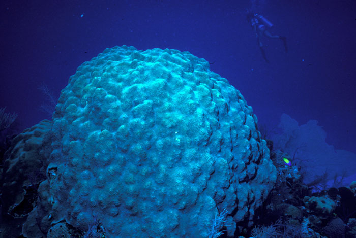 Cavernous star coral head