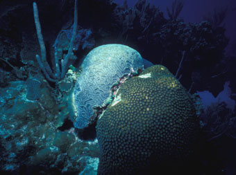 Competition between brain coral and cavernous coral.
