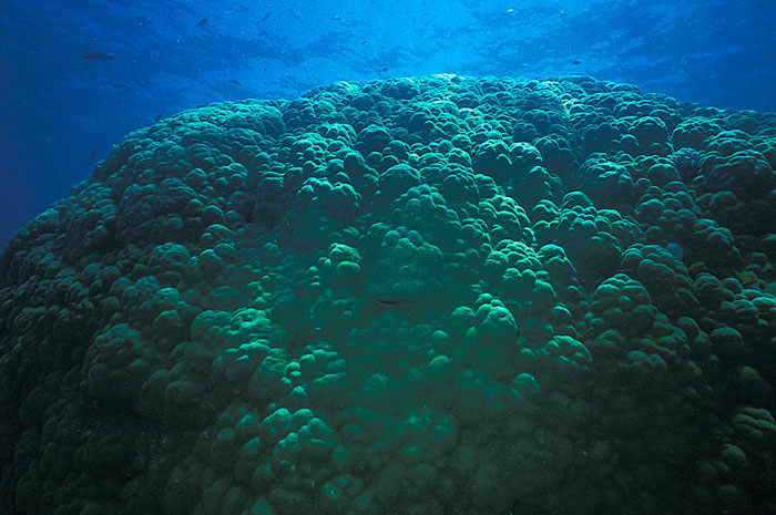 Mounding coral