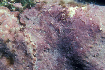 Coralline algae up close