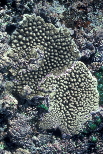 A small coral head on the algal ridge