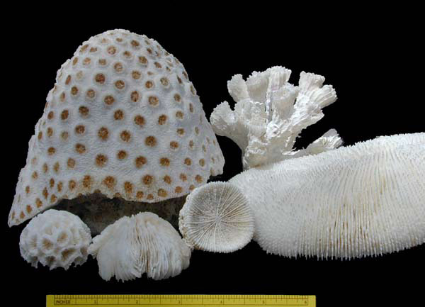 Corallites of tropical corals, solitary and colonial forms