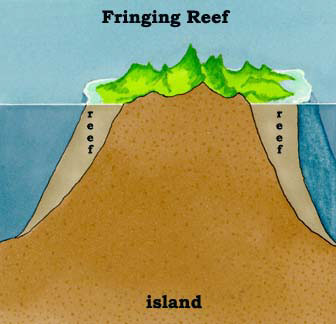 Fringing reefs
