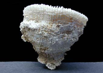 Solitary coral corallite side view