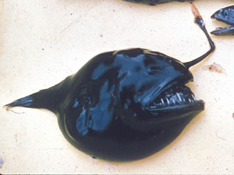 Angler Fish