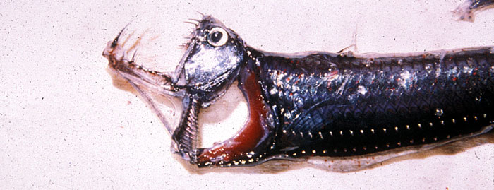 Viper Fish Mouth
