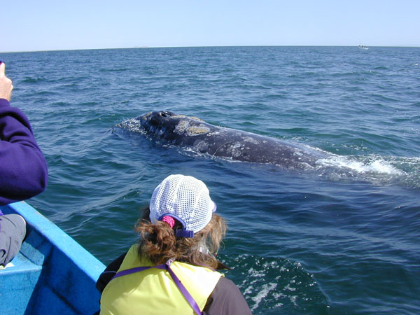 Adult gray whale at surface