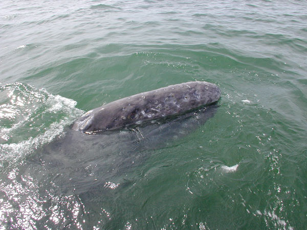 Baby gray whale