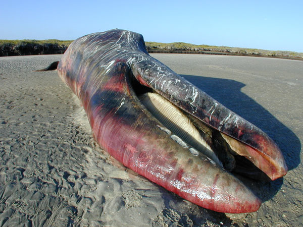 Dead young male gray whale