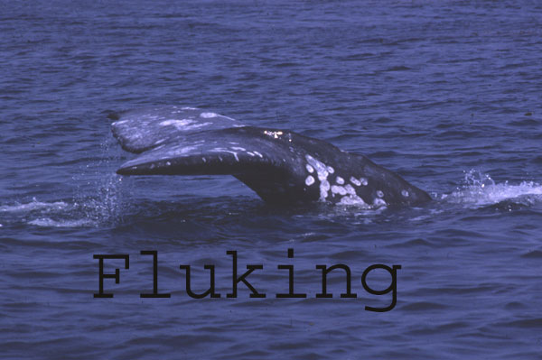 Fluking gray whale