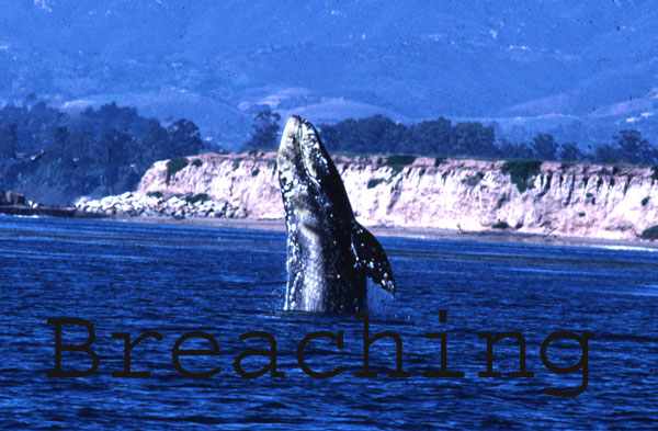 Breaching gray whale