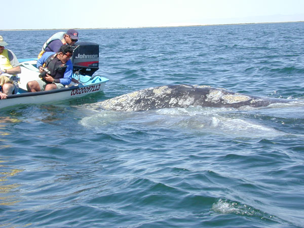 Gray whale mother and baby