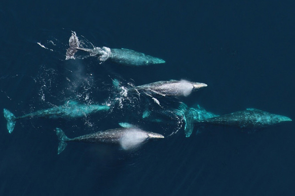 Image from CA Gray Whale Coalition