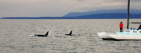A Research Boat identifying Killer Whales