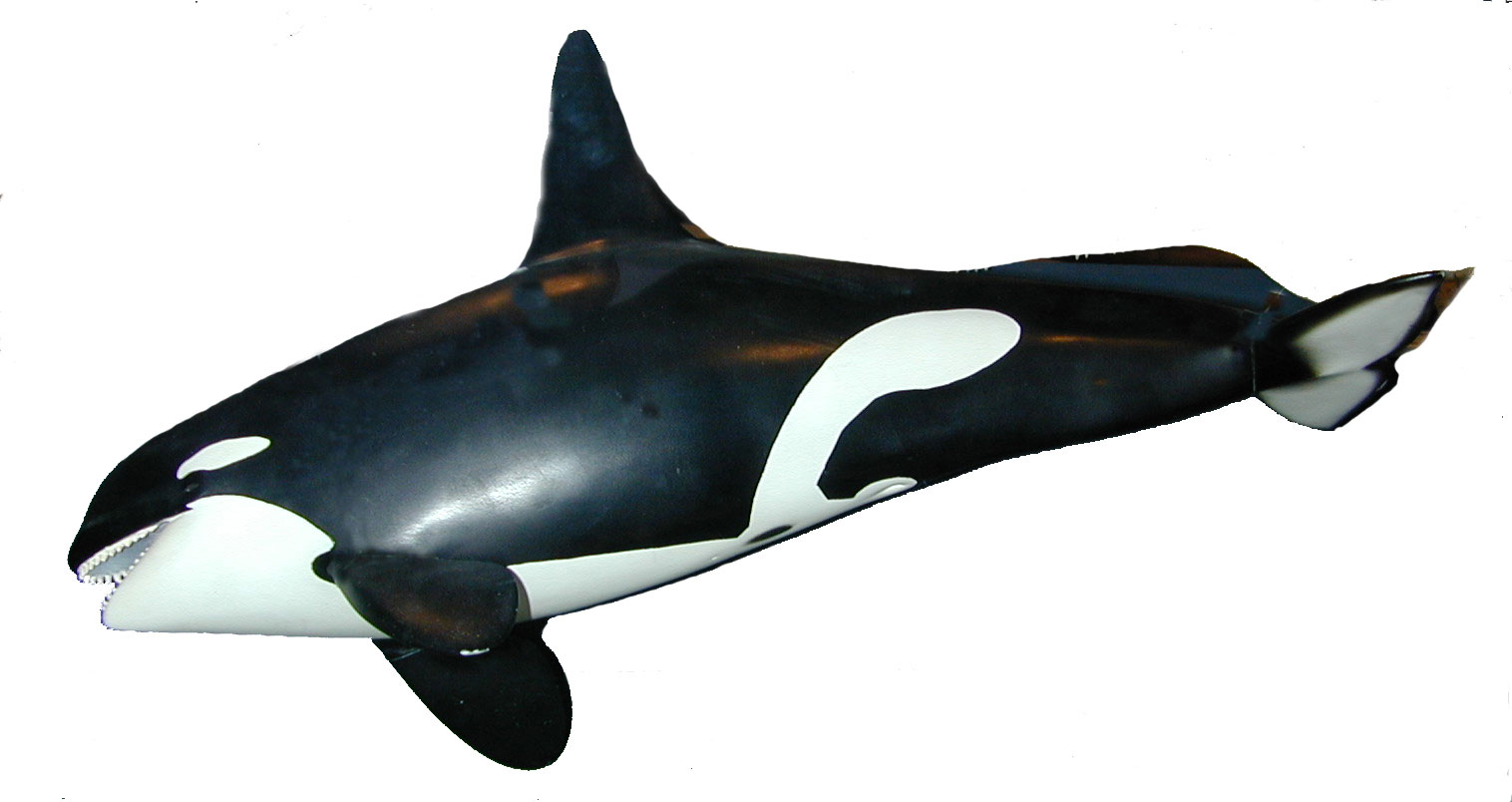 A Killer Whale Model from The Whale Museum in Friday Harbor, San Juan Island, Washington