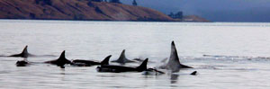 A Pod of Killer Whales