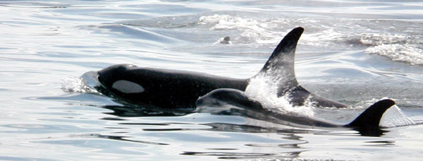 A mother killer whale and her baby