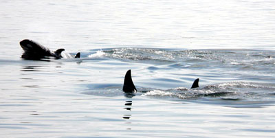 A baby killer whale surfaces to breathe as other members of its pod dive to feed
