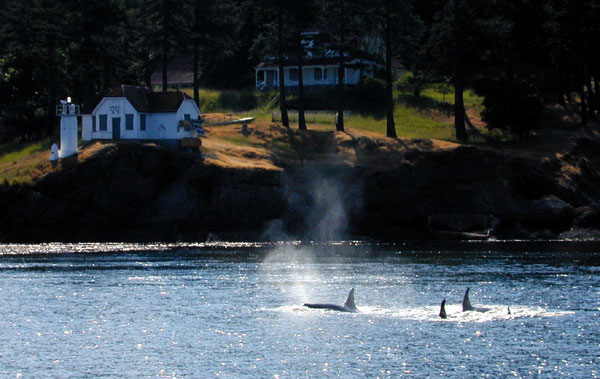 A Killer Whale Pod at Turning Point, San Juan Islands in the evening