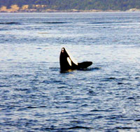 A killer whale spyhopping, perhaps looking for food
