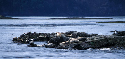 A group of harbor seals resting on the shore - prey for transient killer whales
